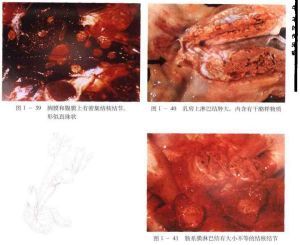 牛結核病 牛結核病