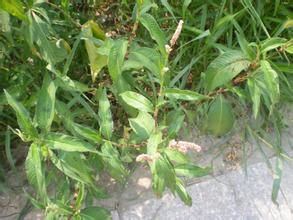 綿毛酸模葉蓼 綿毛酸模葉蓼