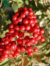 南天竹[毛茛目小檗科植物]