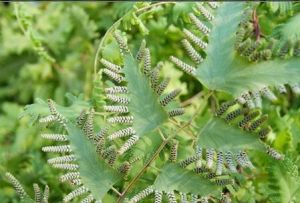 滇邊腫足蕨 滇邊腫足蕨