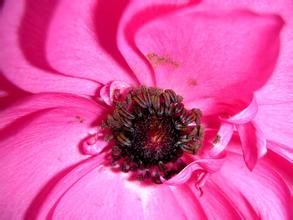 棱邊毛茛 棱邊毛茛