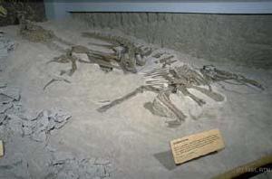 小貴族龍 小貴族龍