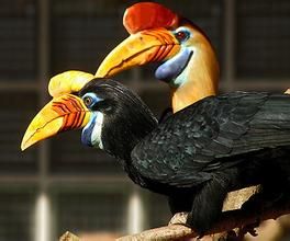 蘇拉皺盔犀鳥 蘇拉皺盔犀鳥