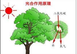 光合效率 光合效率