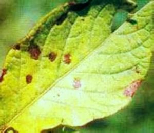 馬鈴薯尾孢菌葉斑病 馬鈴薯尾孢菌葉斑病