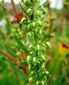 齒果酸模 齒果酸模