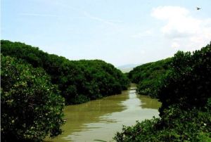 內伶仃福田保護區 內伶仃福田保護區