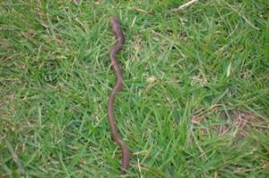 微膨史密森蚓 微膨史密森蚓