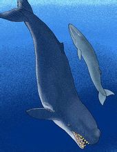 梅爾維爾鯨與同時期的新鬚鯨