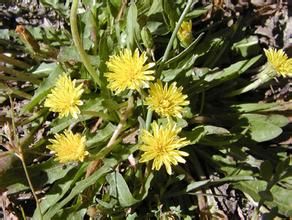 角苞蒲公英 角苞蒲公英