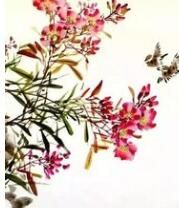 杜莖山科 杜莖山科