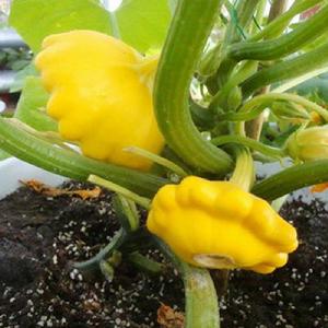 飛碟瓜[園藝植物]