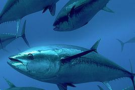 長鰭鮪魚 長鰭鮪魚