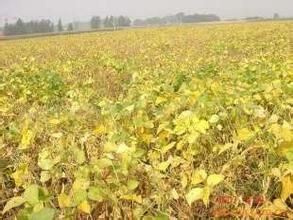 科新3號 科新3號