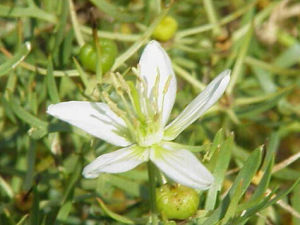 駱駝蓬屬 駱駝蓬屬
