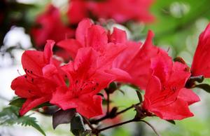 昭通杜鵑 昭通杜鵑