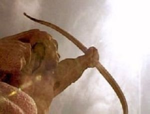 羿射九日 羿射九日