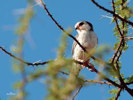 非洲侏隼 非洲侏隼
