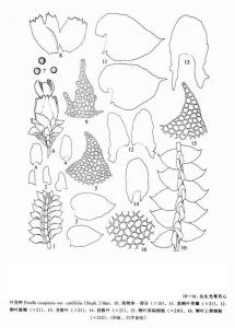 叢生光萼苔心葉（變種）