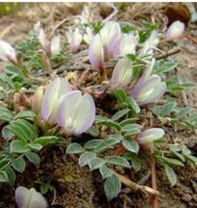 厚葉黃耆 厚葉黃耆