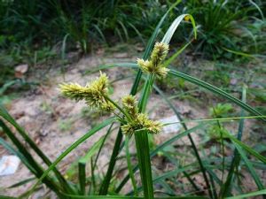 頭狀穗莎草 頭狀穗莎草