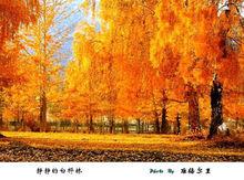 金山銀水阿勒泰