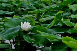 慶雲東興田園小鎮荷塘