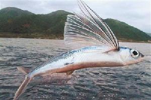 飛魚