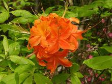 喀萊杜拉斯杜鵑