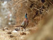 雉雞四川亞種 雉雞四川亞種