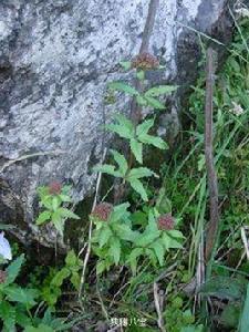 狹穗八寶 狹穗八寶