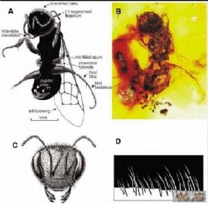 （圖）中華蜜蜂化石