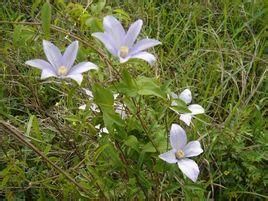 短柱鐵線蓮 短柱鐵線蓮