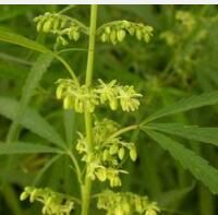 長花胡麻草 長花胡麻草