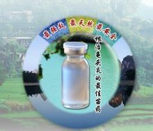 滴蟲性龜頭炎 滴蟲性龜頭炎