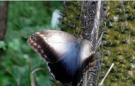 紅翅閃蝶 紅翅閃蝶