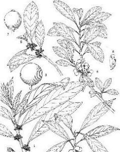 陷脈冬青(原變種) 陷脈冬青(原變種)