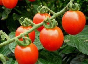 台灣小蕃茄 台灣小蕃茄