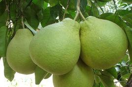 融水糯米柚 融水糯米柚