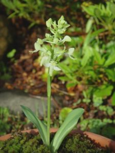 清水山舌唇蘭 清水山舌唇蘭