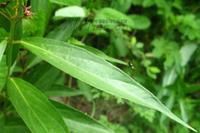 華北白前 華北白前