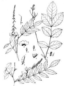 長總梗木藍 長總梗木藍