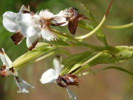 兔耳朵草 兔耳朵草