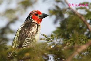 非洲姬啄木鳥 非洲姬啄木鳥