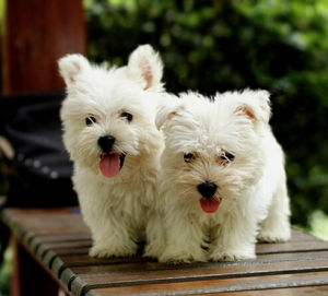 西部高地白梗 西部高地白梗