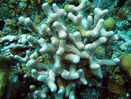 細手指珊瑚 細手指珊瑚