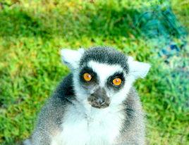 環尾狐猴 環尾狐猴