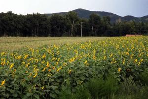 扎蘭屯葵花 扎蘭屯葵花
