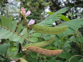 毛相思子 毛相思子