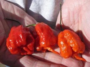 卡羅來納死神 卡羅來納死神